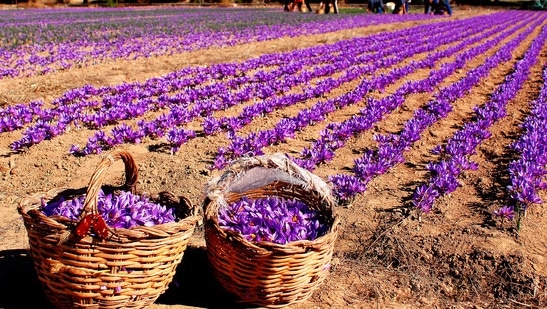Saffron Farming