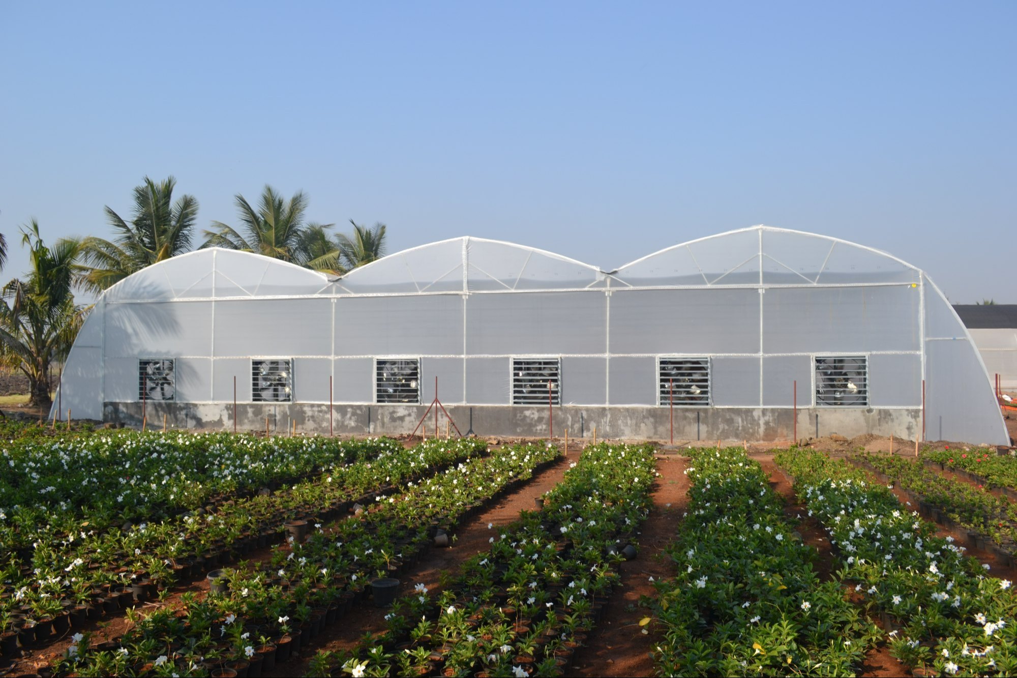 kid running towards windmill through green paddy field