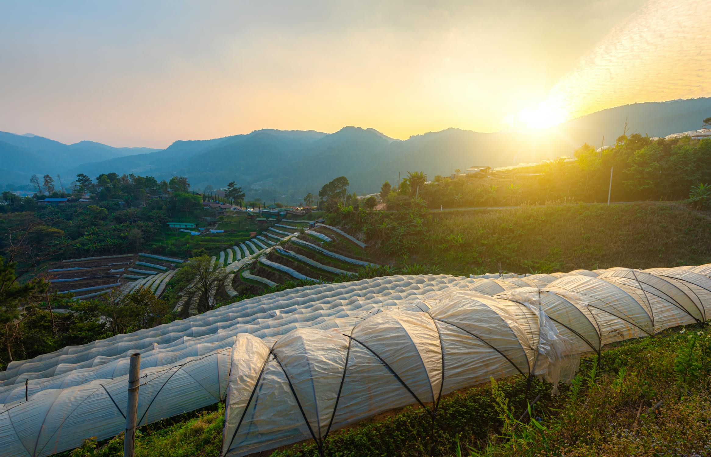 kid running towards windmill through green paddy field