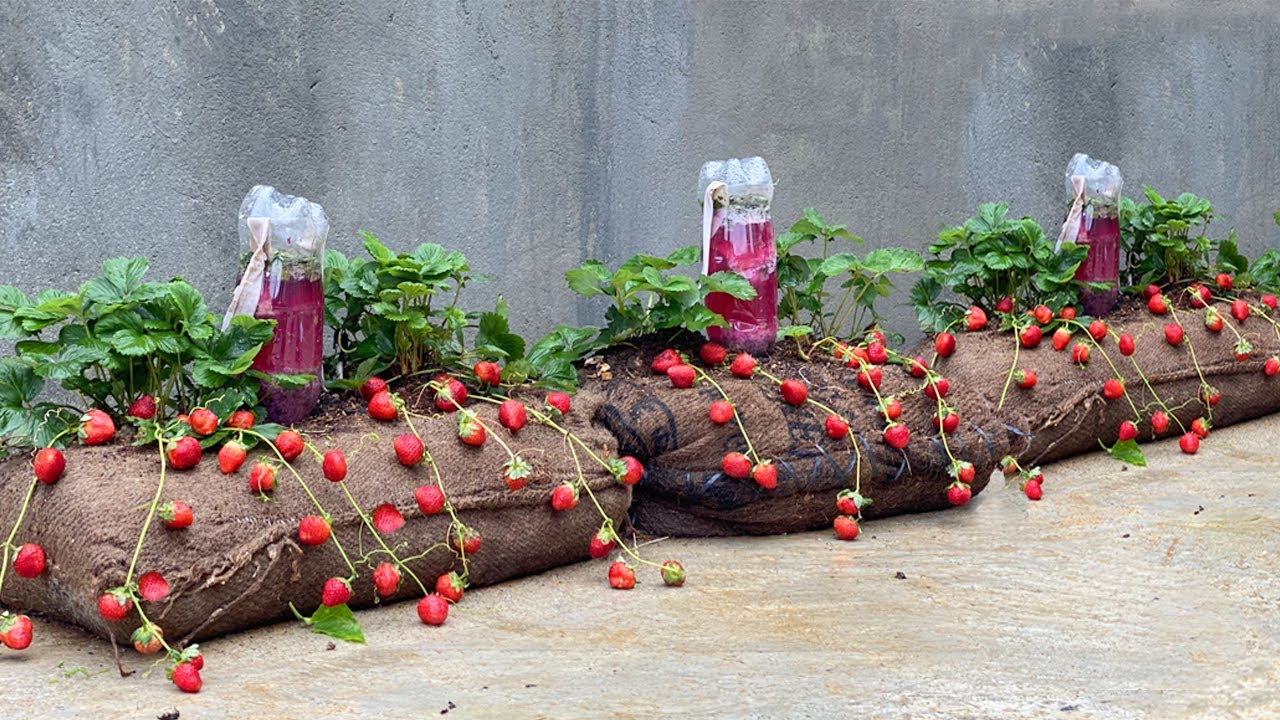 kid running towards windmill through green paddy field