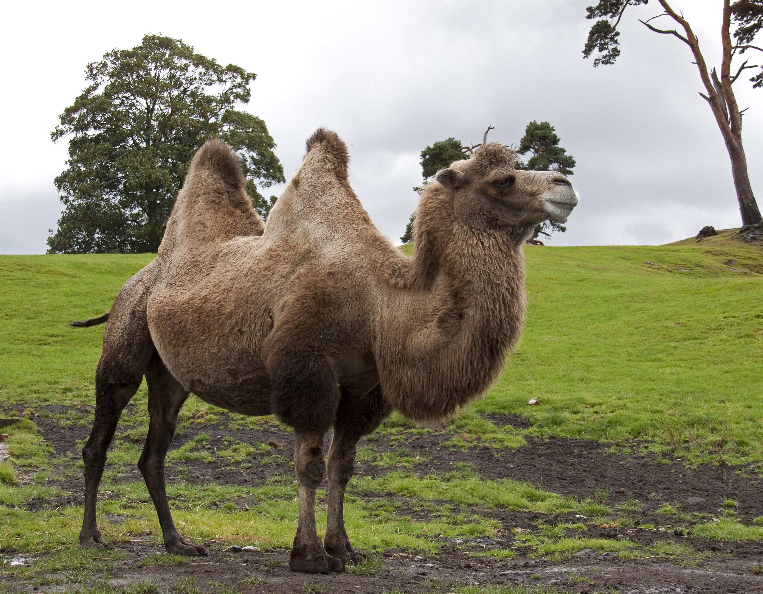 Bactrian Camel