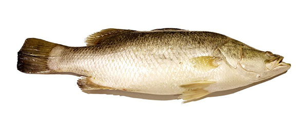 Barramundi