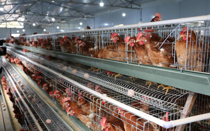 Battery Cage System