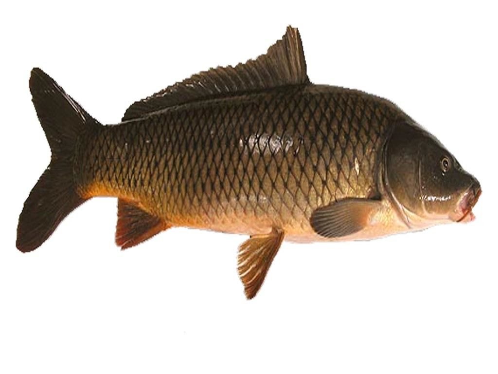 Carp