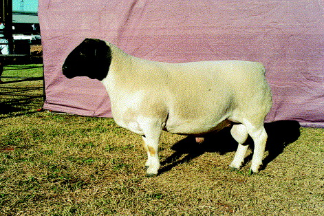 Dorper Sheep