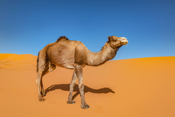 Dromedary Camel