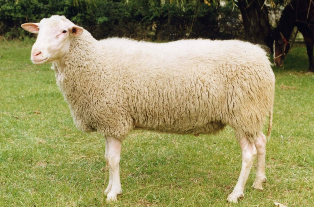 East Friesian Sheep