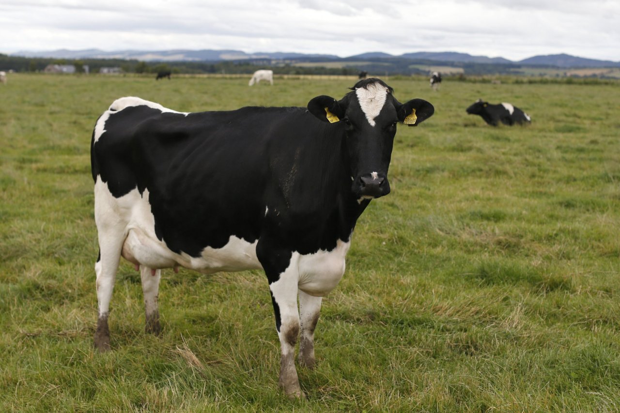 Holstein Cattle