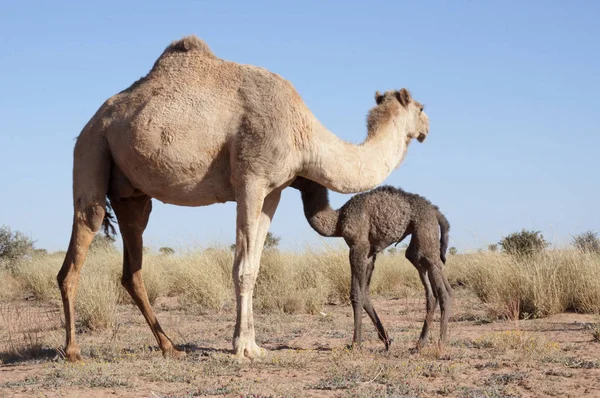 Maghrebi Camel