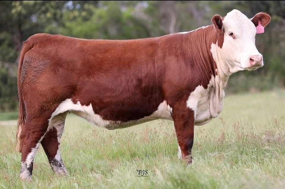 Hereford Cattle