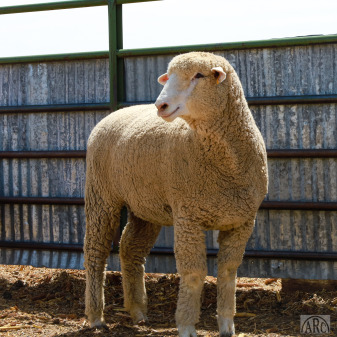 Rambouillet Sheep