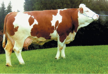 Simmental Cattle