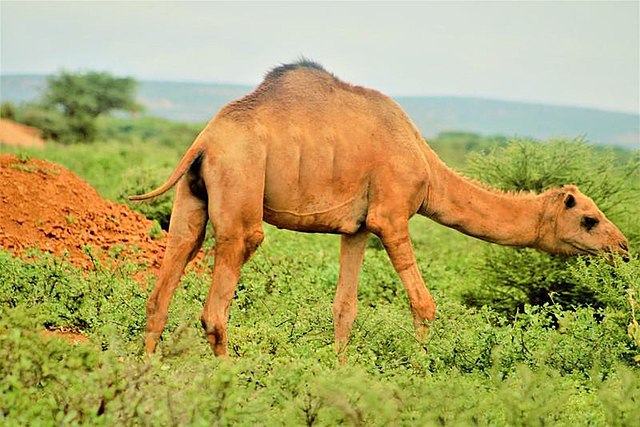 Somali Camel